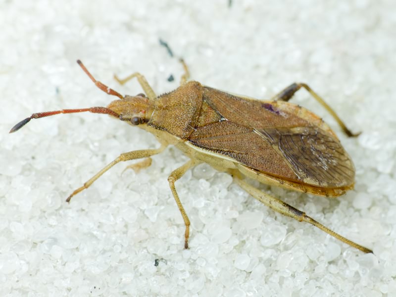 Ceraleptus lividus Stein, 1858